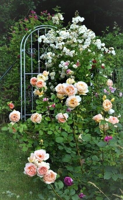 Papi Delbard Trandafir Cățărător Urcător butași trandafiri de grădină