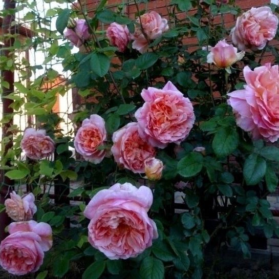 Papi Delbard Trandafir Cățărător Urcător butași trandafiri de grădină