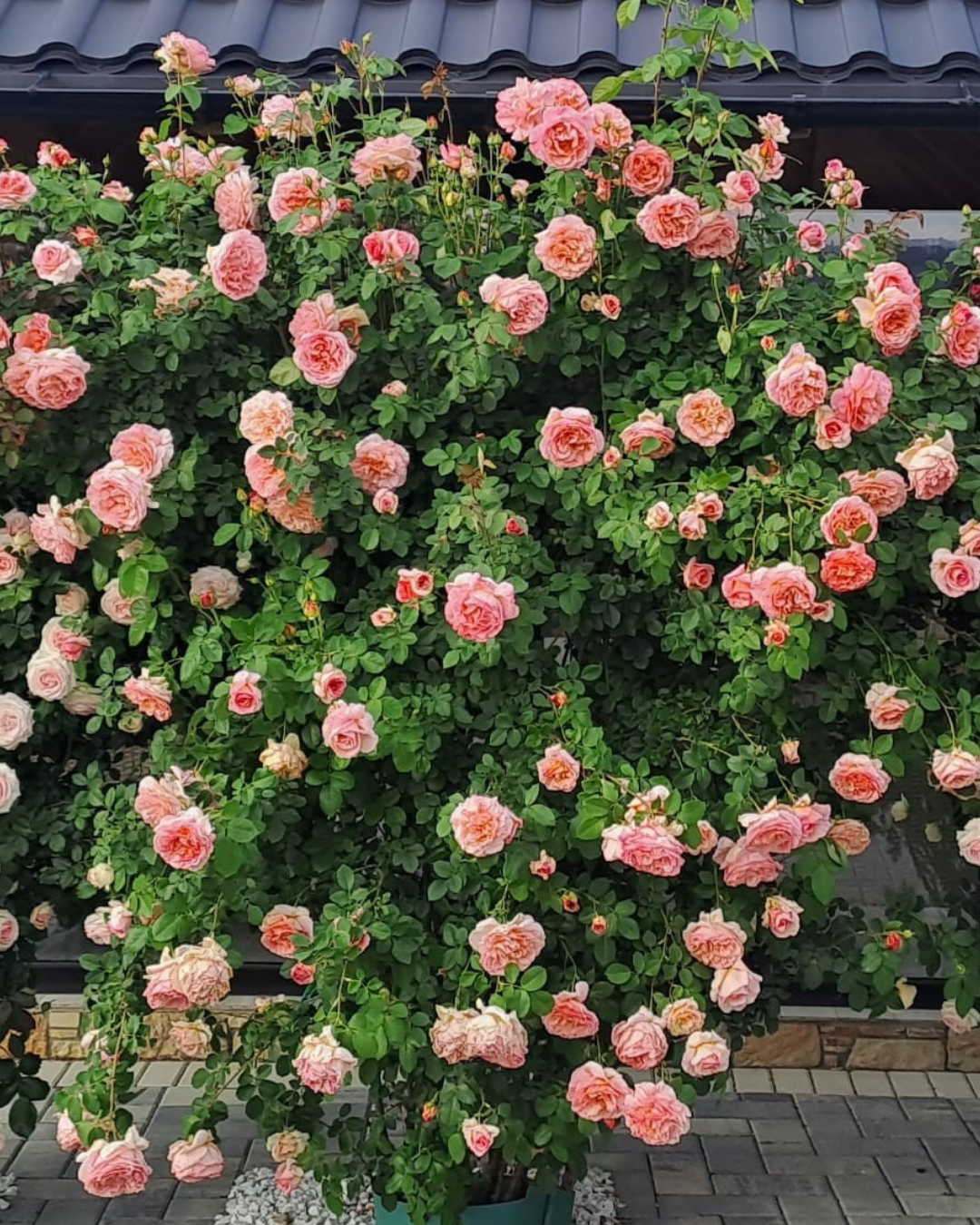 Famous Roses