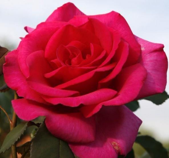 Parole Trandafir Teahibrid butași trandafiri de grădină