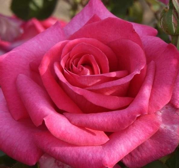 Parole Trandafir Teahibrid butași trandafiri de grădină