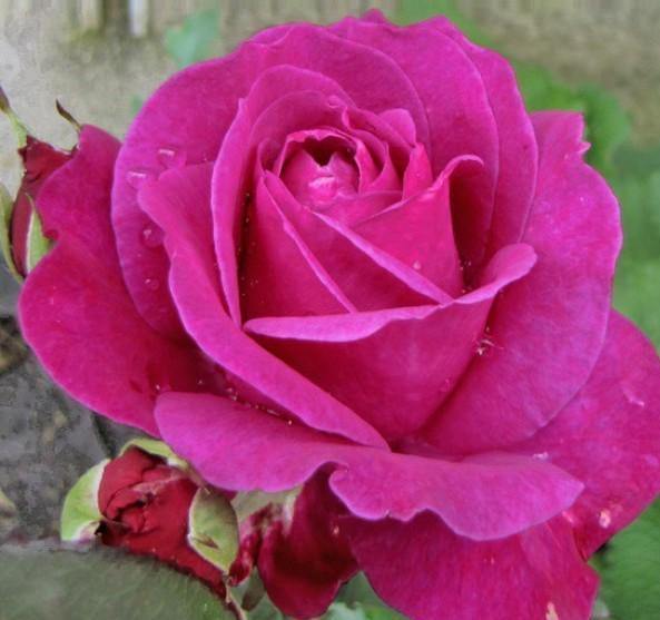 Parole Trandafir Teahibrid butași trandafiri de grădină