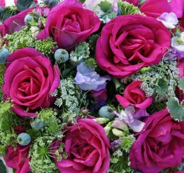 Parole Trandafir Teahibrid butași trandafiri de grădină