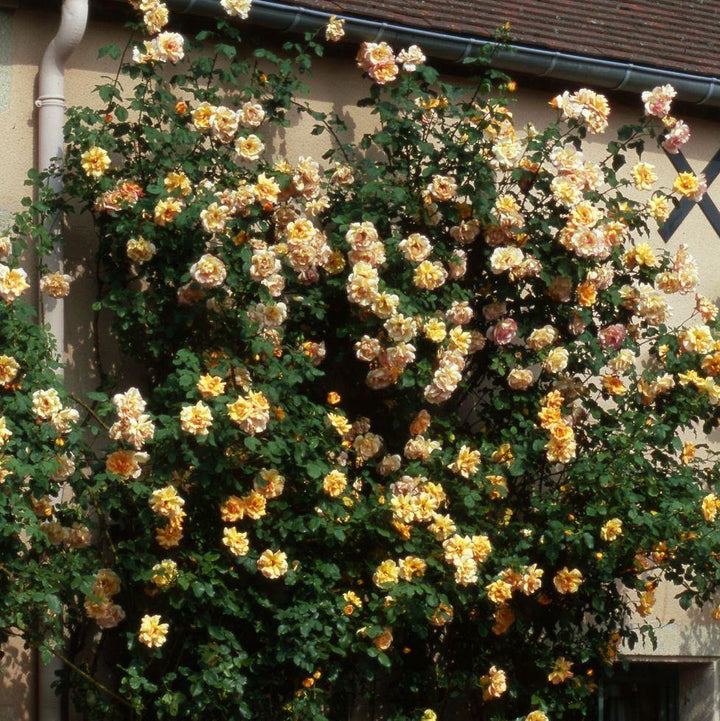 Parure D'or Butasi trandafiri de gradina butași trandafiri de grădină