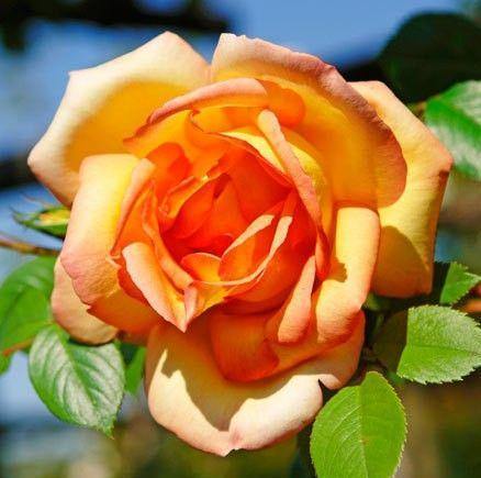 Parure D'or Butasi trandafiri de gradina butași trandafiri de grădină