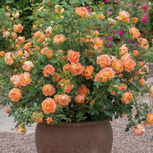 Pat Austin Trandafir Englezesc Floribunda butași trandafiri de grădină