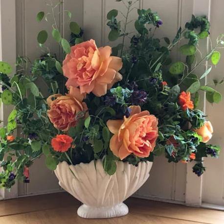 Pat Austin Trandafir Englezesc Floribunda butași trandafiri de grădină