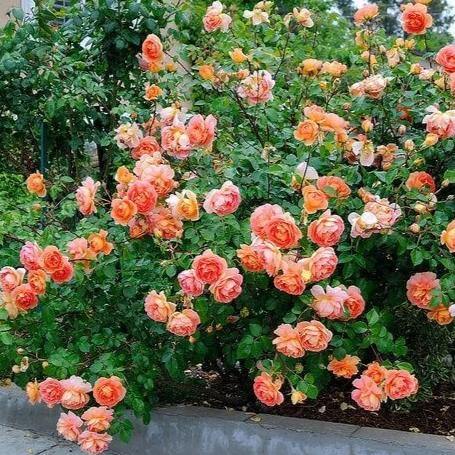 Pat Austin Trandafir Englezesc Floribunda butași trandafiri de grădină