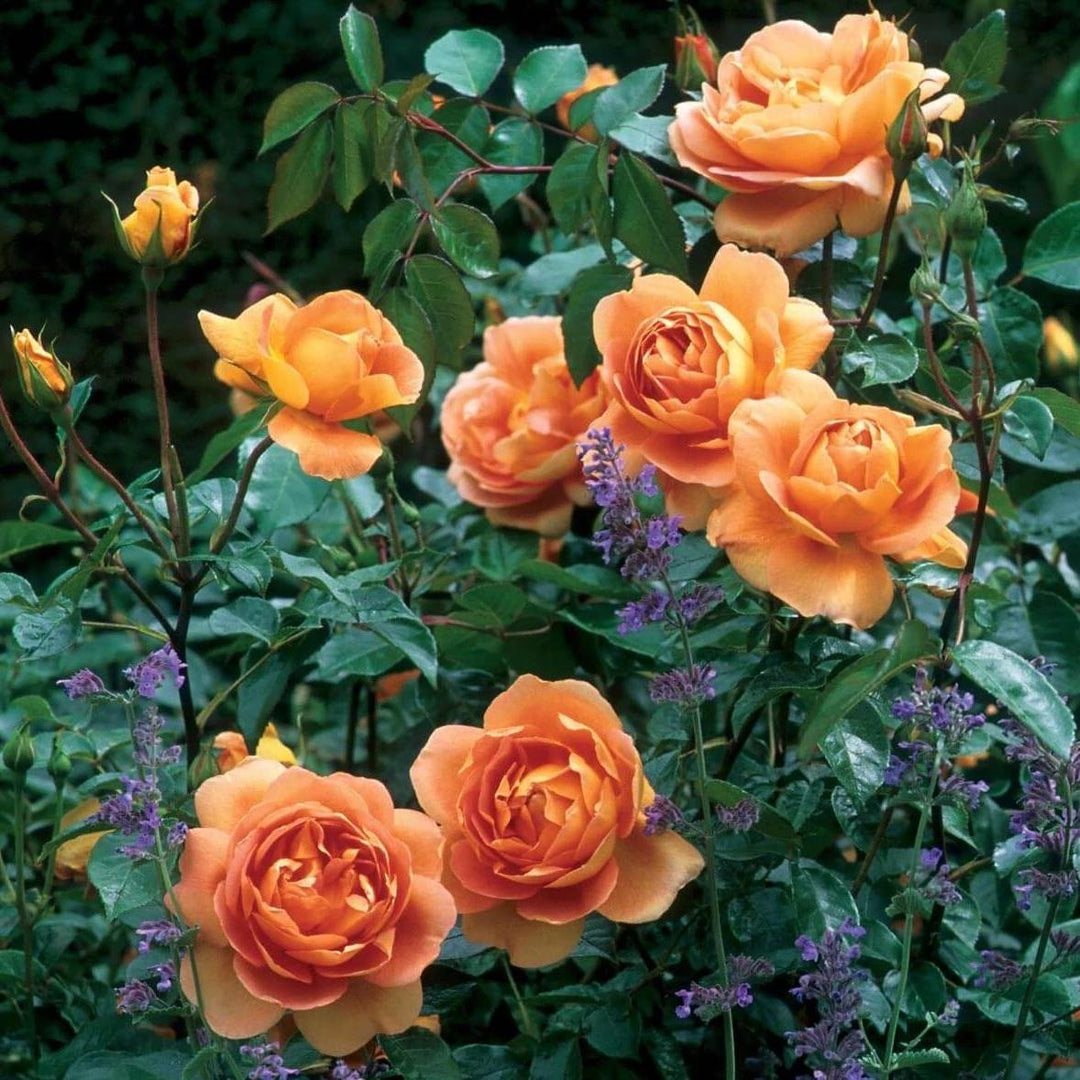 Pat Austin Trandafir Englezesc Floribunda butași trandafiri de grădină