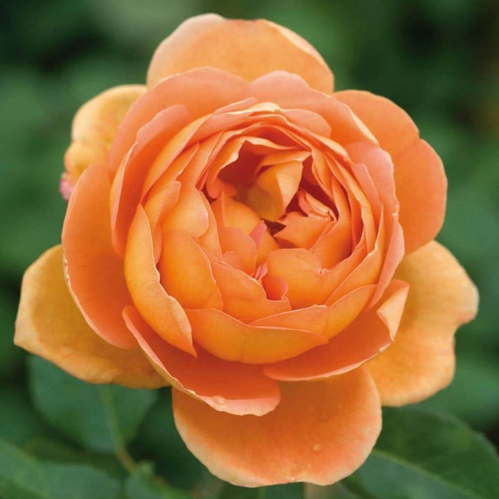 Pat Austin Trandafir Englezesc Floribunda butași trandafiri de grădină