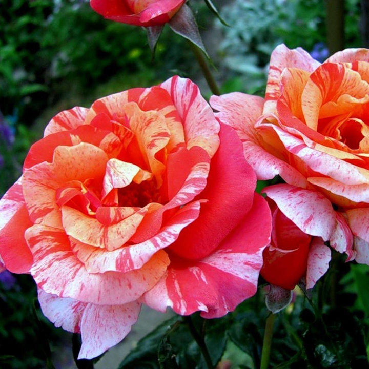 Paul Gauguin Trandafir Floribunda butași trandafiri de grădină