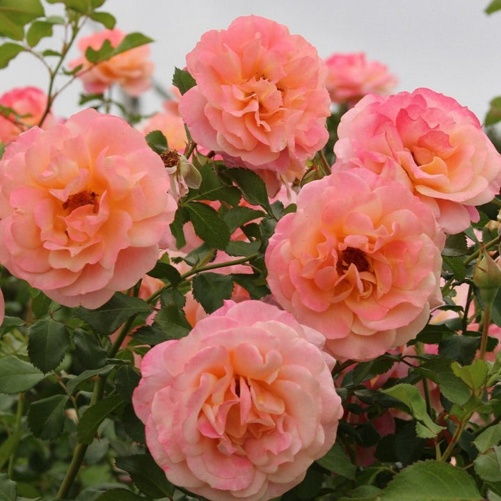 Peach Melba Butasi trandafiri de gradina butași trandafiri de grădină