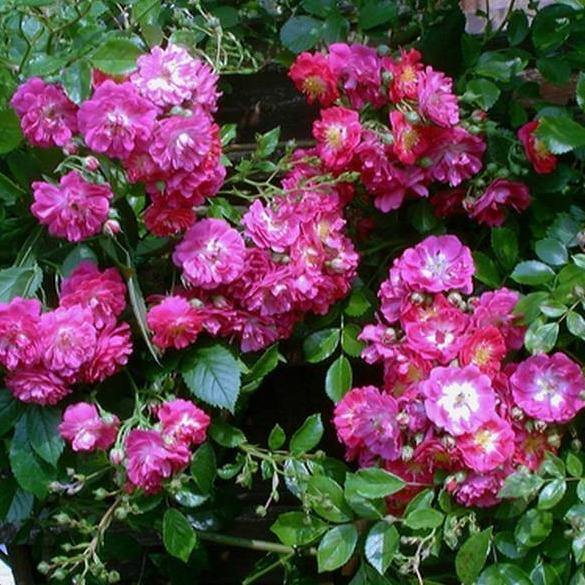 Perennial Blue Trandafir Cățărător Urcător butași trandafiri de grădină