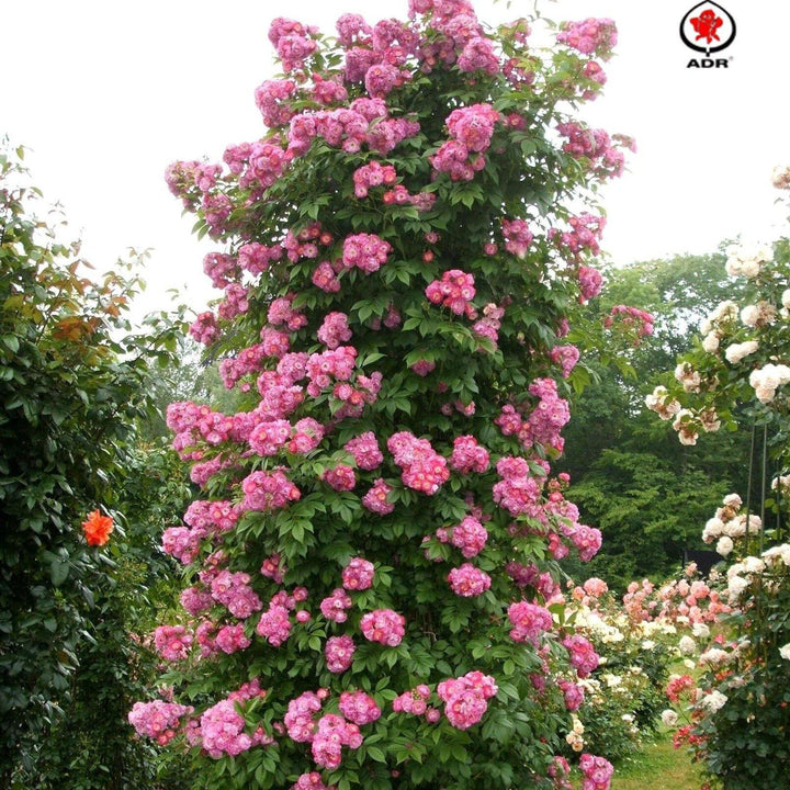 Perennial Blue Trandafir Cățărător Urcător butași trandafiri de grădină