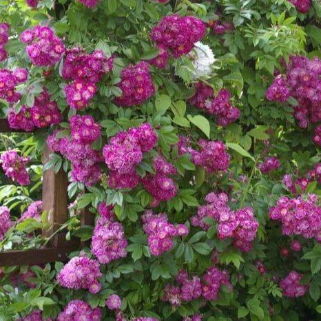 Perennial Blue Trandafir Cățărător Urcător butași trandafiri de grădină