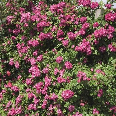 Perennial Blue Trandafir Cățărător Urcător butași trandafiri de grădină