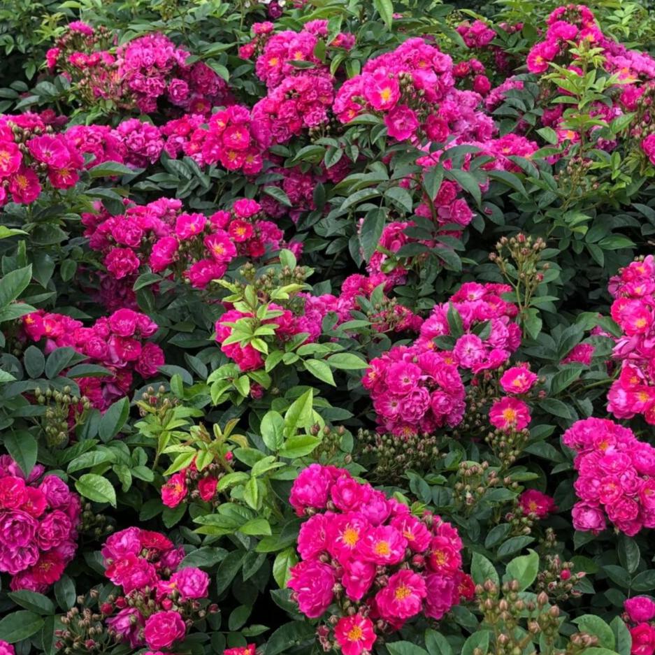 Perfumy Siluetta Trandafir Cățărător Urcător butași trandafiri de grădină