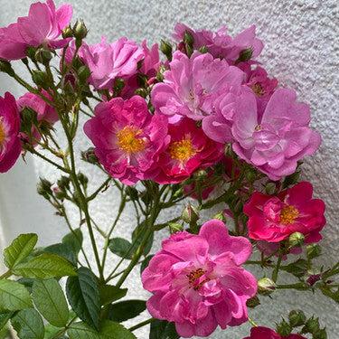 Perfumy Siluetta Trandafir Cățărător Urcător butași trandafiri de grădină