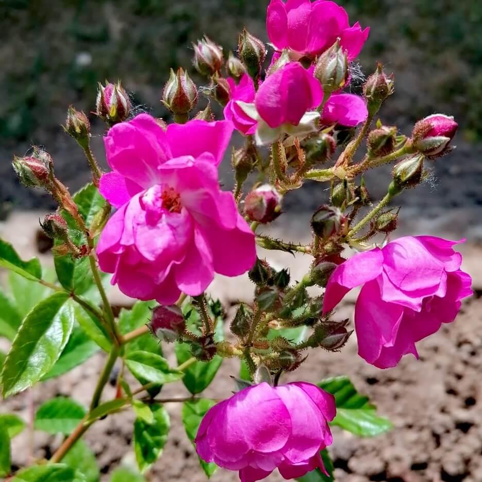 Perfumy Siluetta Trandafir Cățărător Urcător butași trandafiri de grădină