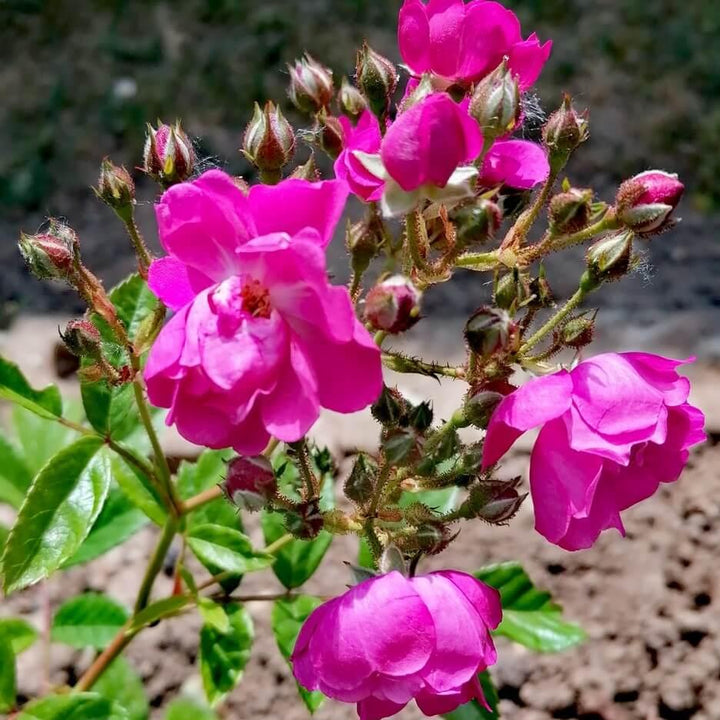 Perfumy Siluetta Trandafir Cățărător Urcător butași trandafiri de grădină