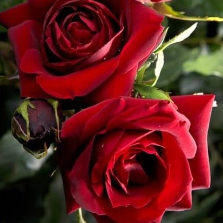 Perle Noire Trandafir Teahibrid butași trandafiri de grădină