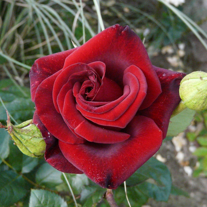 Perle Noire Trandafir Teahibrid butași trandafiri de grădină