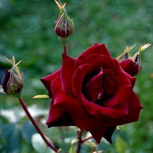 Perle Noire Trandafir Teahibrid butași trandafiri de grădină