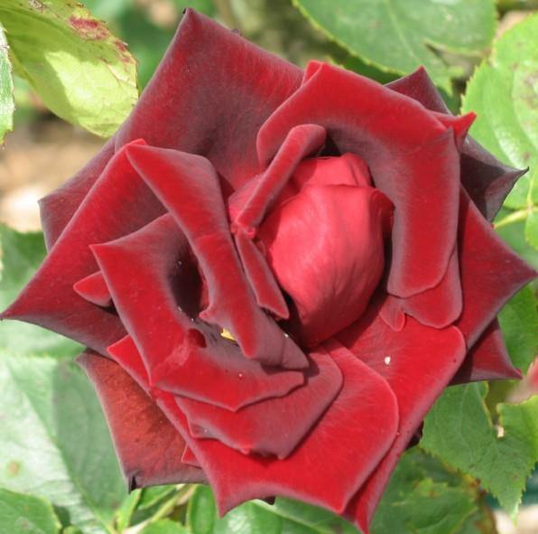 Perle Noire Trandafir Teahibrid butași trandafiri de grădină