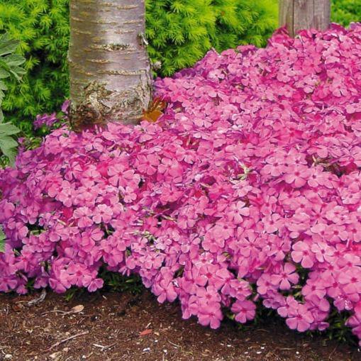 Phlox Subulata Samson  butași trandafiri de grădină