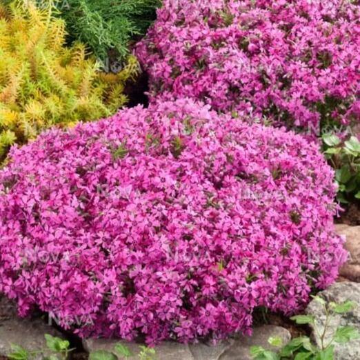 Phlox Subulata Samson  butași trandafiri de grădină