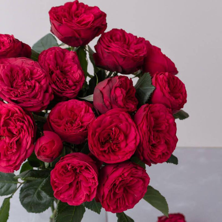 Piano Trandafir Teahibrid butași trandafiri de grădină