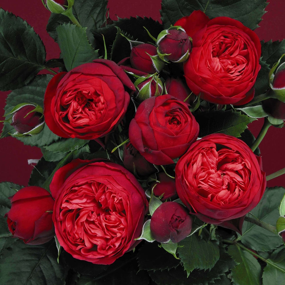 Piano Trandafir Teahibrid butași trandafiri de grădină