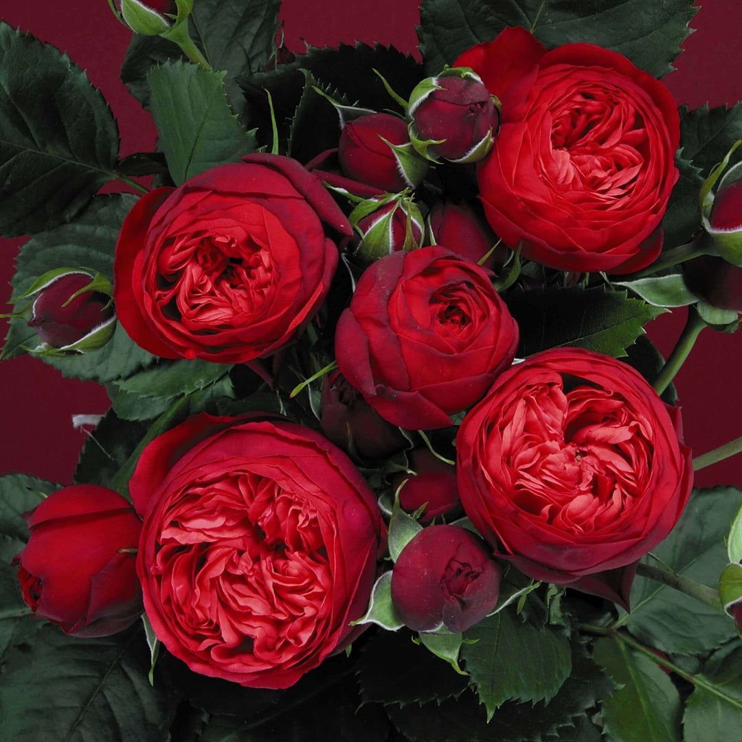 Piano Trandafir Teahibrid butași trandafiri de grădină