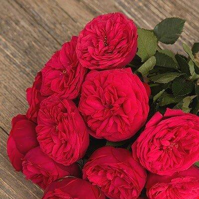 Piano Trandafir Teahibrid butași trandafiri de grădină