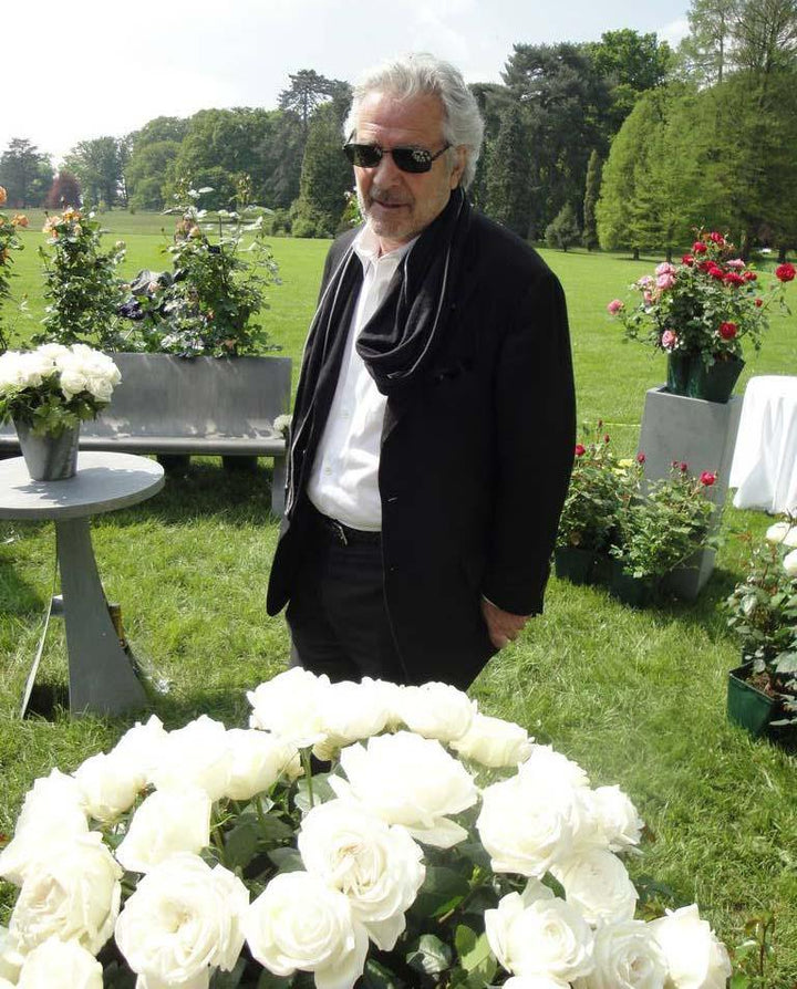 Pierre Arditi Trandafir Teahibrid butași trandafiri de grădină