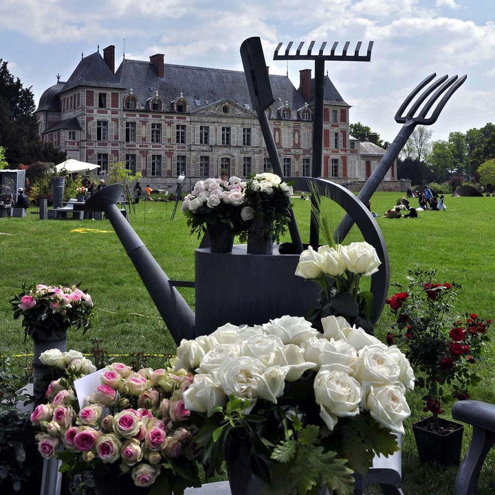 Pierre Arditi Trandafir Teahibrid butași trandafiri de grădină