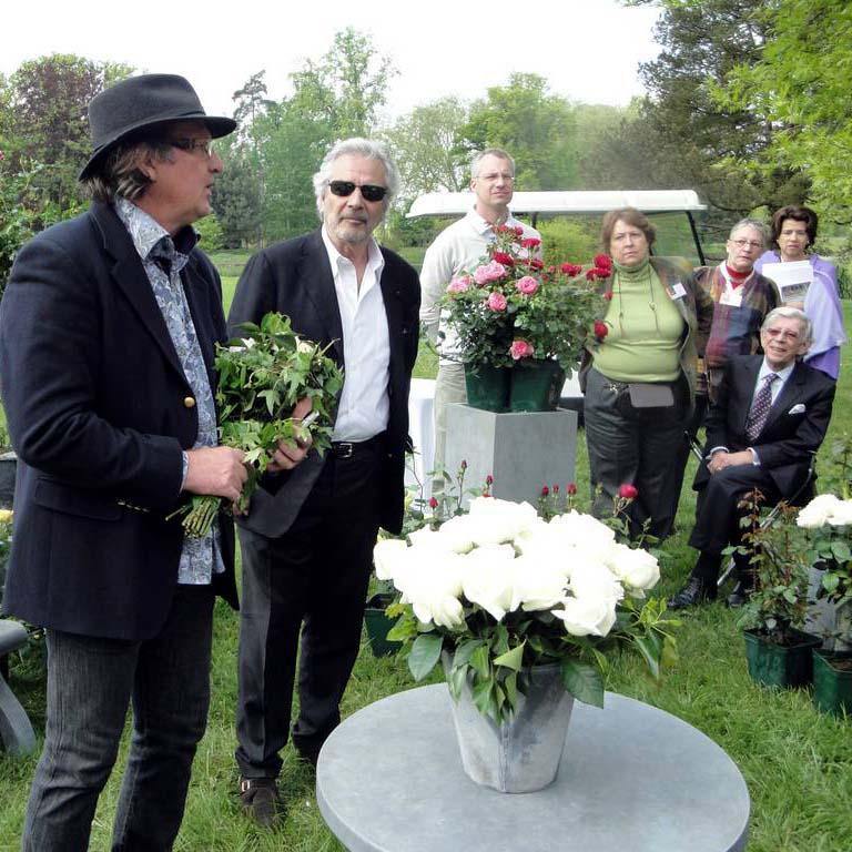 Pierre Arditi Trandafir Teahibrid butași trandafiri de grădină