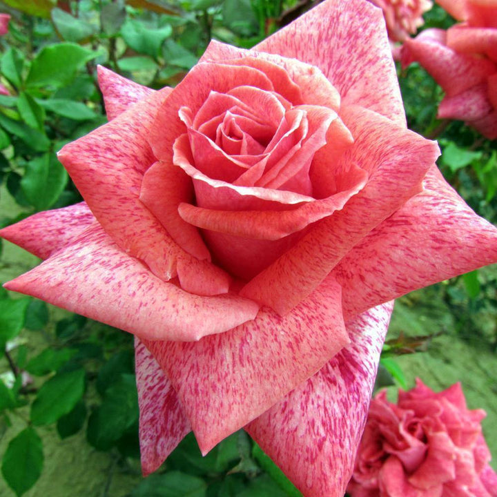 Pierre Cardin Trandafir Teahibrid butași trandafiri de grădină