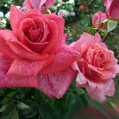 Pierre Cardin Trandafir Teahibrid butași trandafiri de grădină