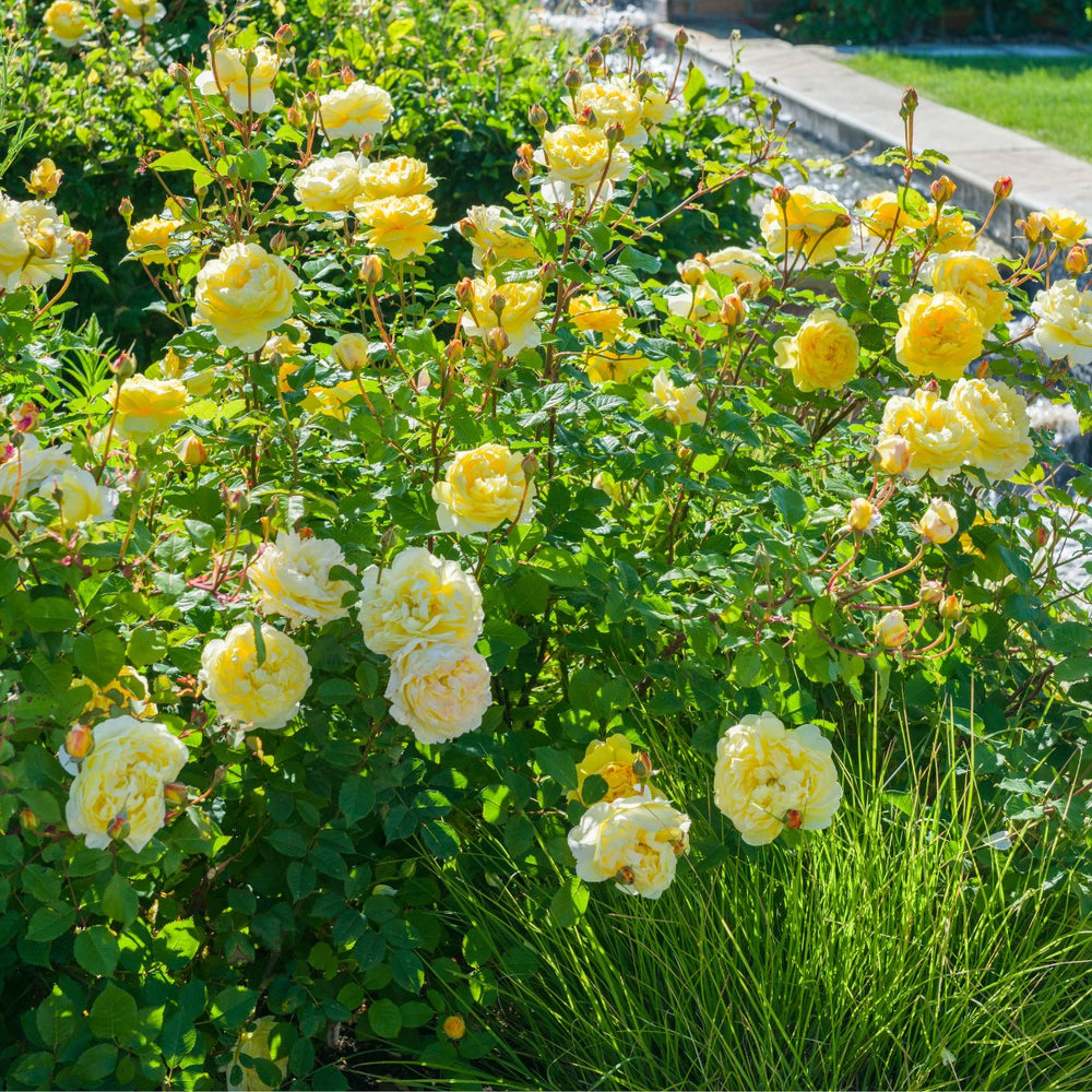 Famous Roses Poets Wife trandafir englezesc David Austin 1