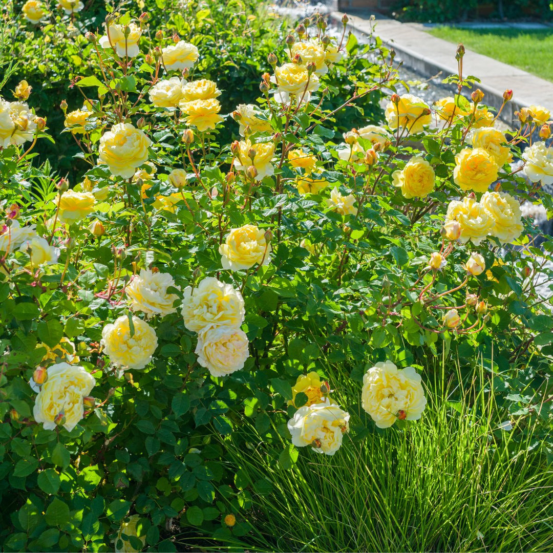 Famous Roses Poets Wife trandafir englezesc David Austin 1