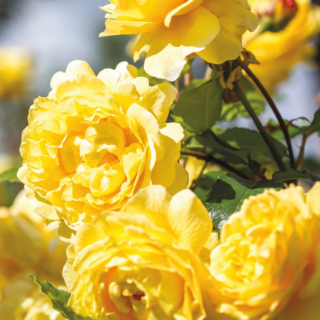Famous Roses Poets Wife trandafir englezesc David Austin 2