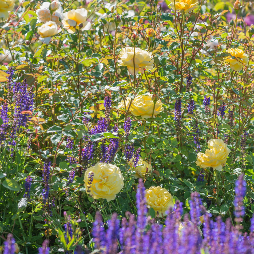Famous Roses Poets Wife trandafir englezesc David Austin 3