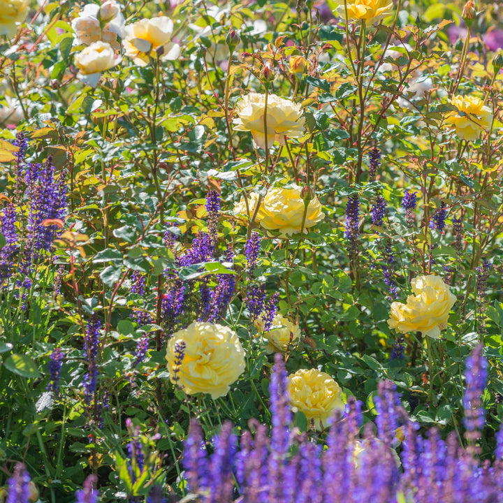 Famous Roses Poets Wife trandafir englezesc David Austin 3