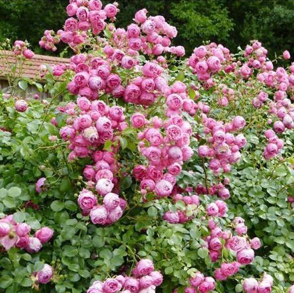 Pomponella Trandafir Floribunda butași trandafiri de grădină