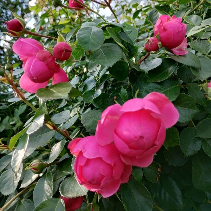 Pomponella Trandafir Floribunda butași trandafiri de grădină