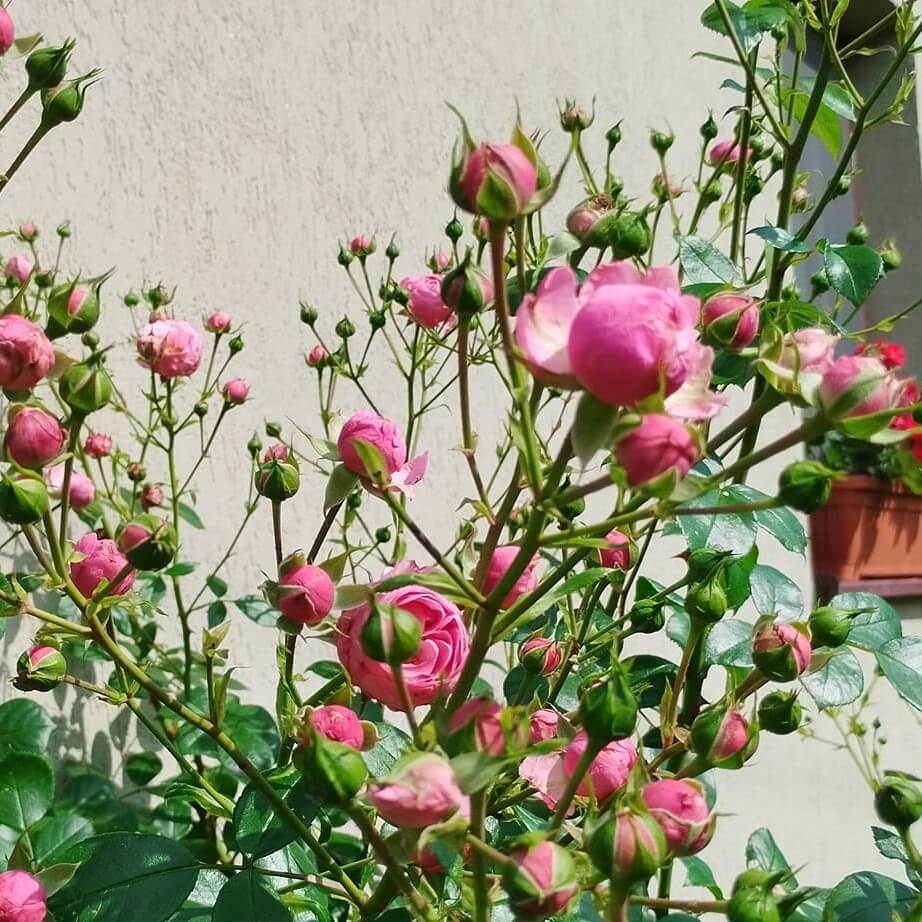 Pomponella Trandafir Floribunda butași trandafiri de grădină