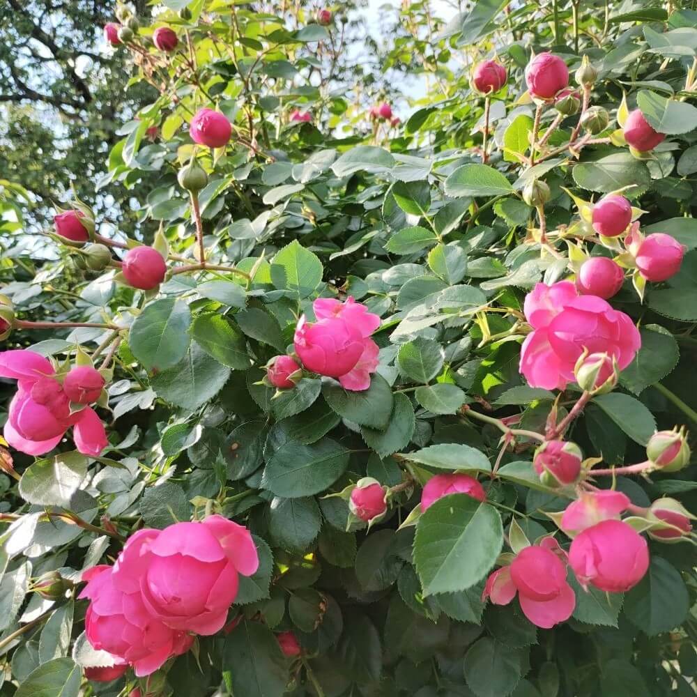 Pomponella Trandafir Floribunda butași trandafiri de grădină
