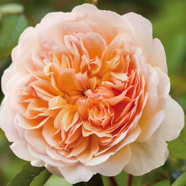 Port Sunlight Trandafir Englezesc Floribunda butași trandafiri de grădină