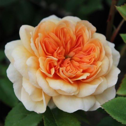 Port Sunlight Trandafir Englezesc Floribunda butași trandafiri de grădină